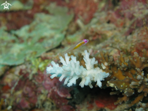 A Bryaninops natans | Purple Eyed Goby