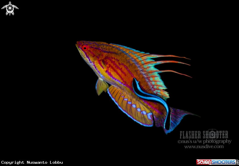 A Flasher wrasse