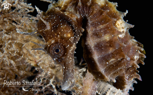 A Hippocampus guttulusus | Seahorse 