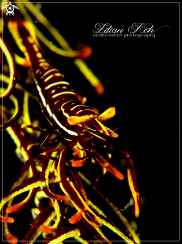 A Hippolyte catagrapha | Crinoid Shrimp