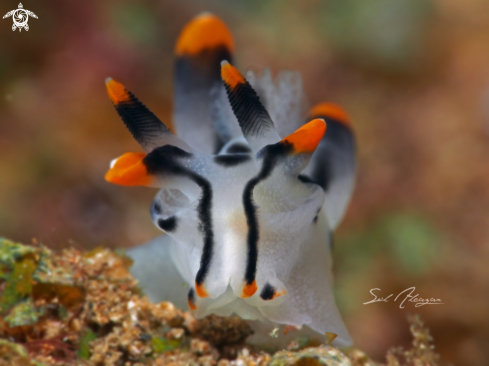 A Thecacera sp | Nudibranch