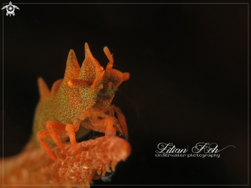 A Miropandalus hardingi | Dragon Shrimp