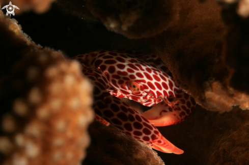 A Trapezia rufopunctata | Red Spotted Crab