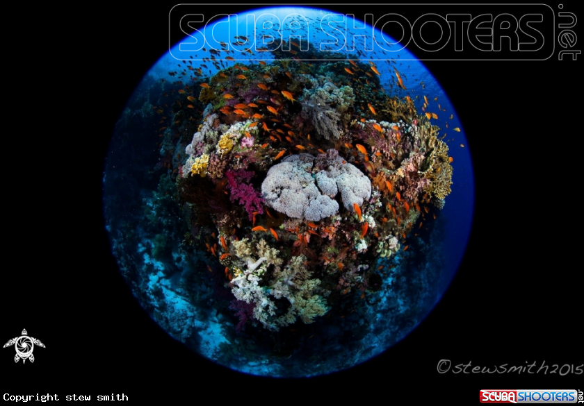 A Colourful Corals