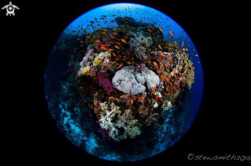 A Colourful Corals