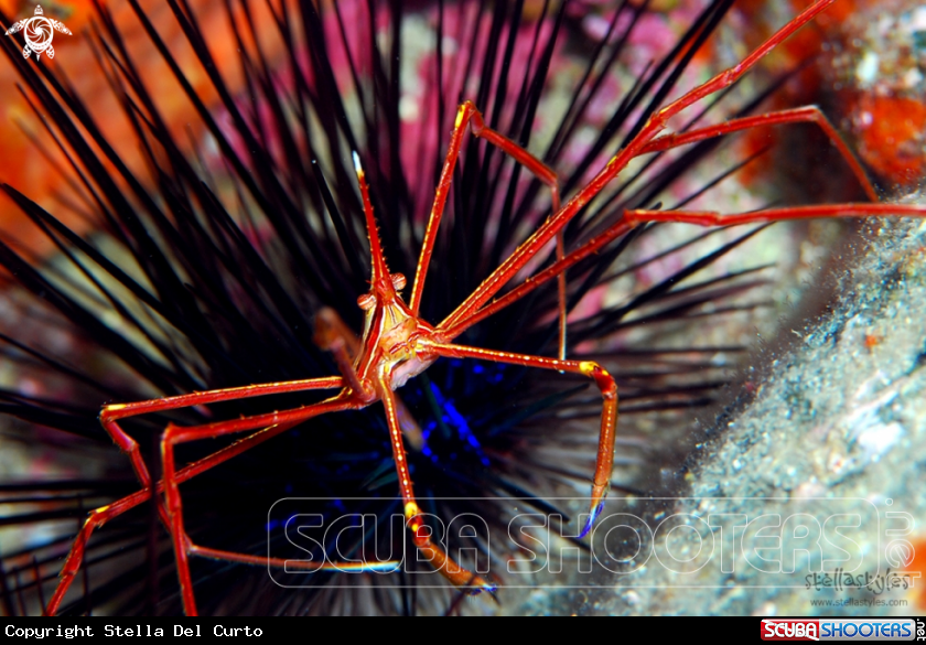 A Yellowline Arrow Crab & Sea Urchin
