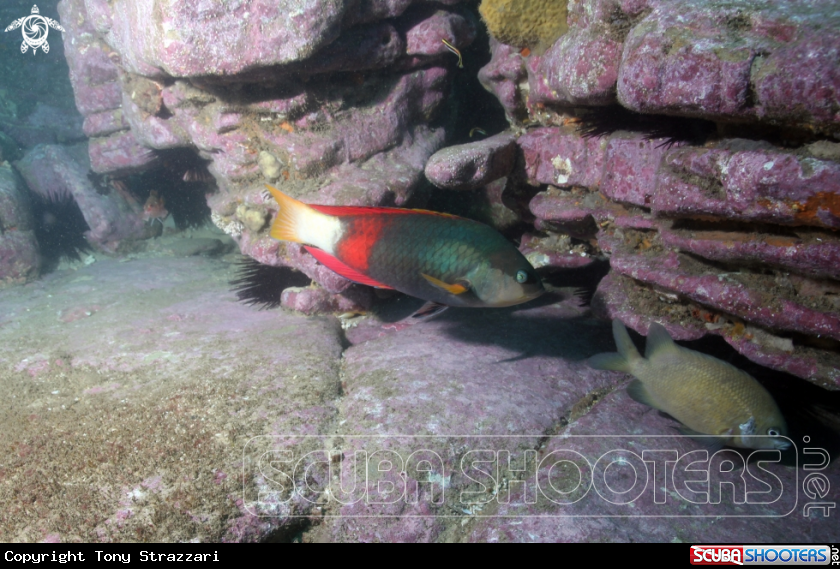 A Crimson banded Wrasse and White Ear