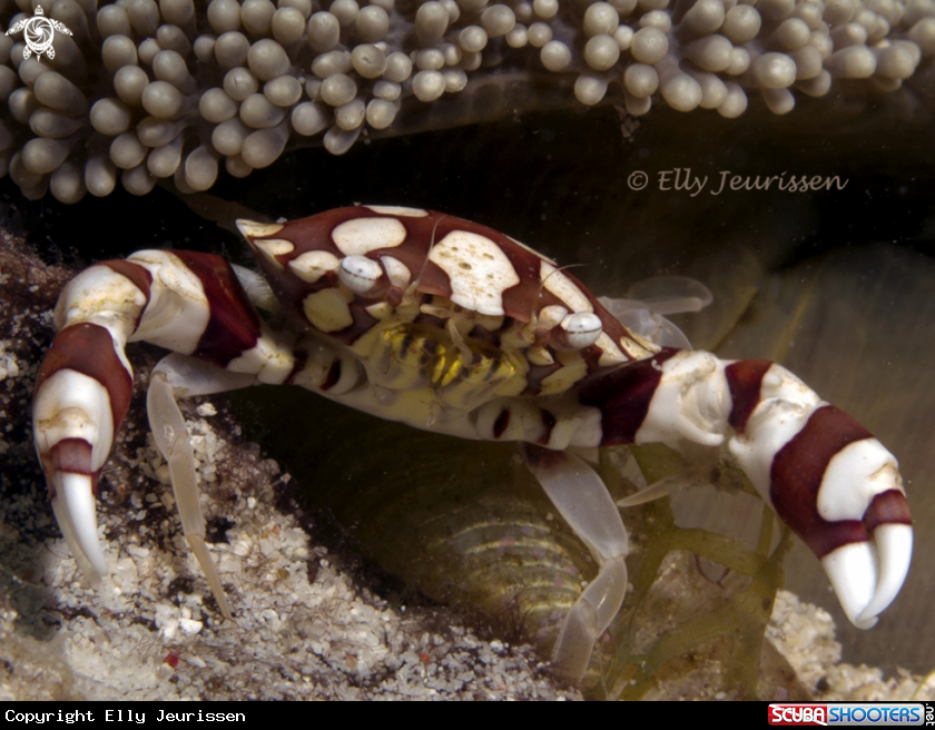 A Harlequin crab