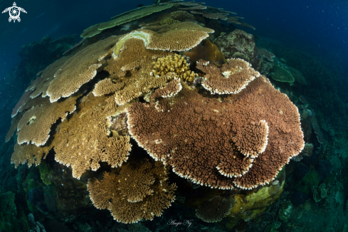 A Taele Coral