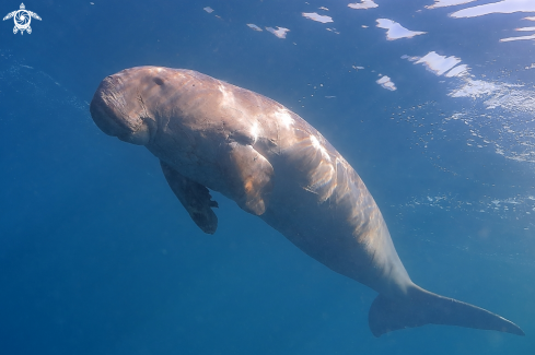 A Dugong dugon | Dugongo
