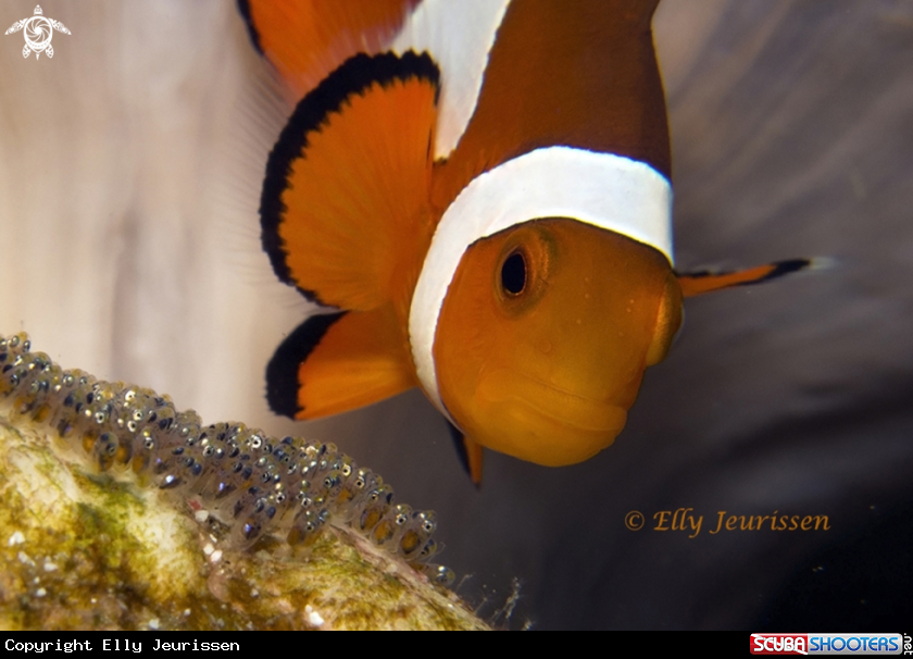 A Clownfish with eggs