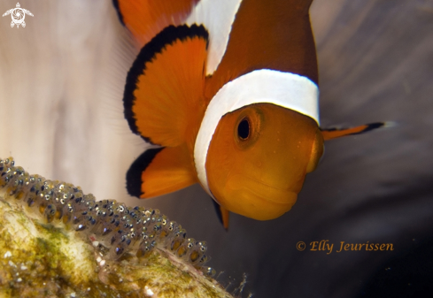 A Clownfish with eggs