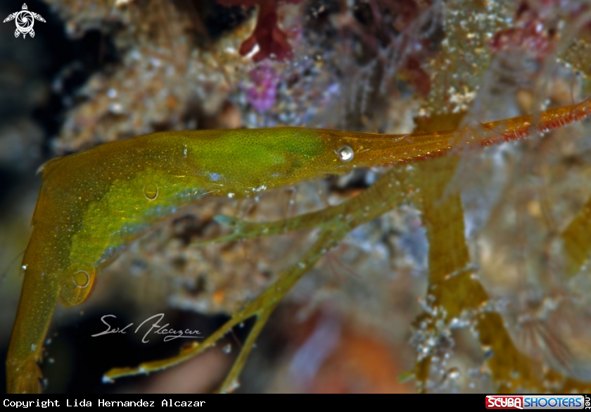 A sawblade shrimp