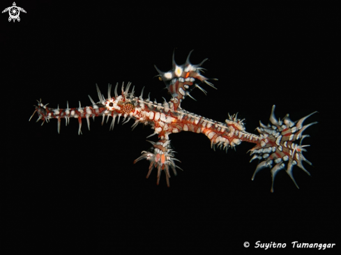 A Ghost Pipefish