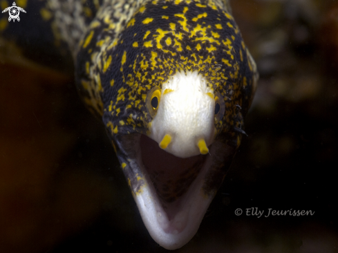 A Snowflake Murray eel 