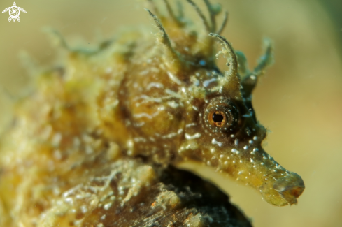 A Hippocampus guttulatus | Cavalluccio camuso