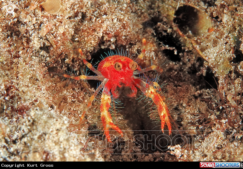A Olivar's Lobster
