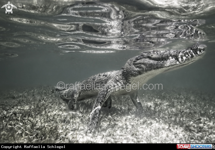 A American crocodile (Crocodylus acutus)