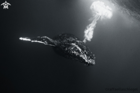 A Megaptera novaeangliae | Humpback Whale 