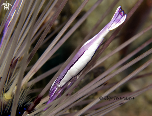 A Stegopontonia commensalis | Purple Urchin Shrimp