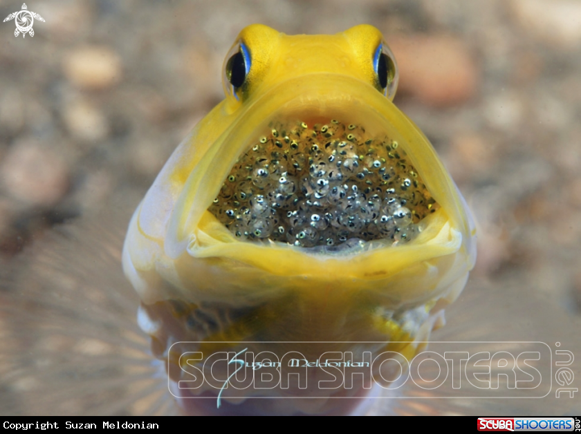 A Yellowhead jawfish with eggs