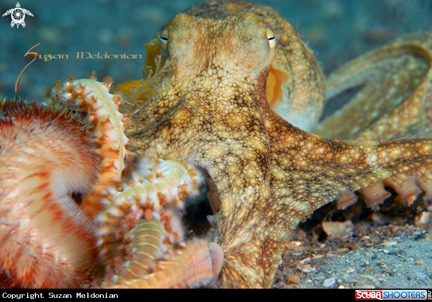 A Octopus being taken down by fireworms while alive