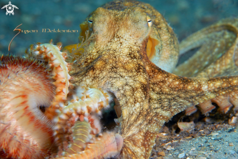 A octopus vulgaris, chloeia viridis, hermodice carunculata | Octopus being taken down by fireworms while alive