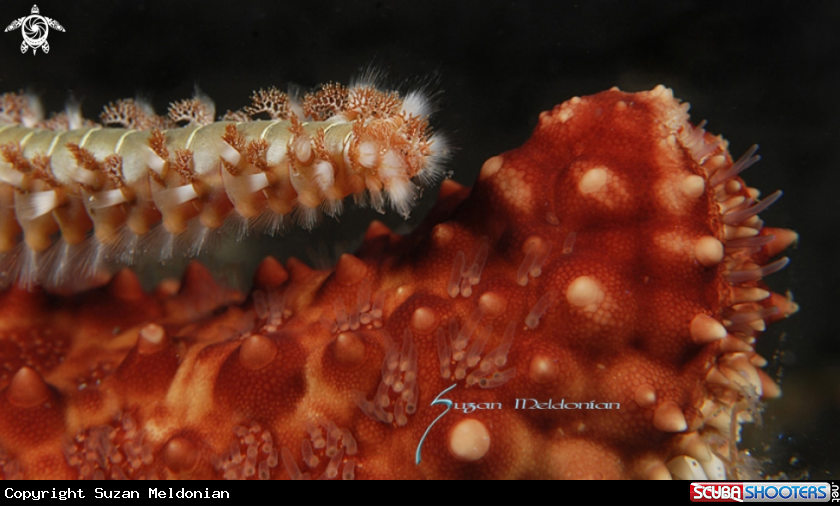 A Common sea star & fireworm