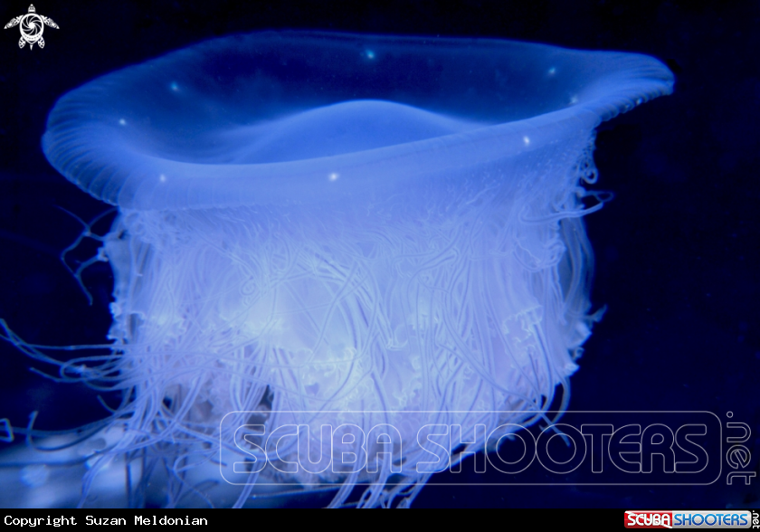 A Jellyfish with eyes