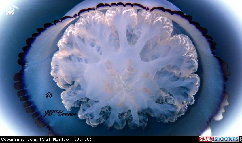 A méduse chou-fleur