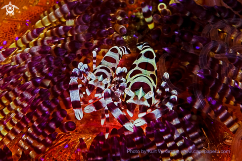 A Periclimenes colemani | shrimp