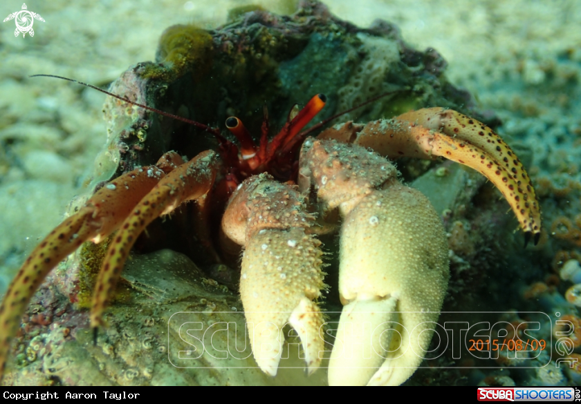 A hermit crab