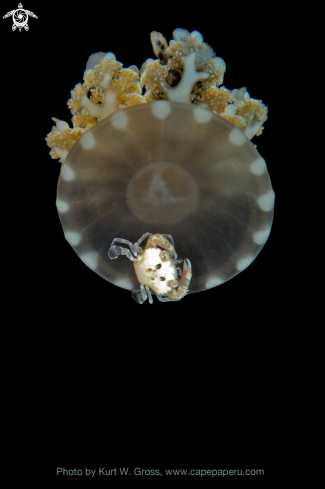 A Jellyfish with Porcelancrab | Jellyfish
