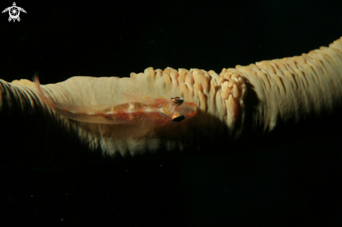A Bryaninops yongei | Whip coral dwarf goby