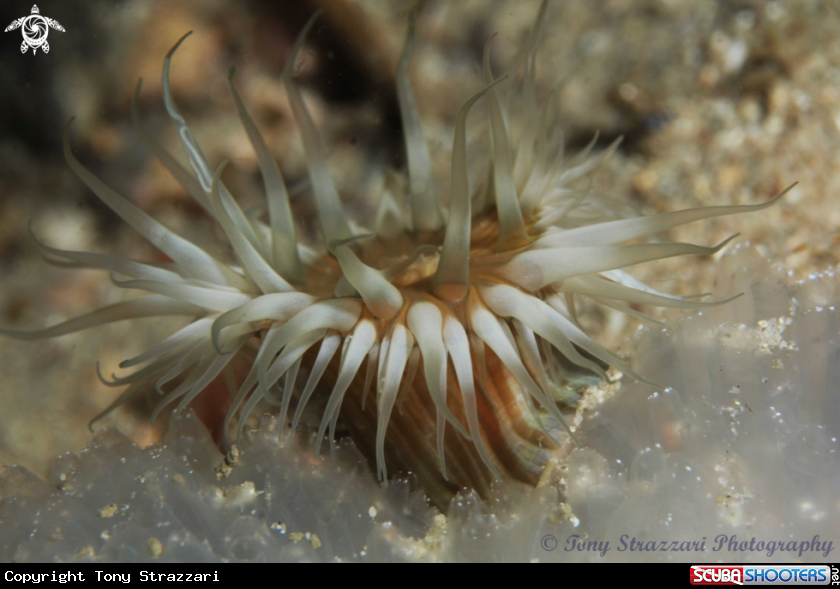 A White-striped Anemone on ascidian