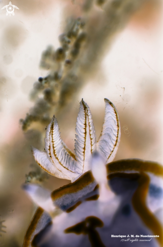 A Felimare fontandraui | Nudibranch