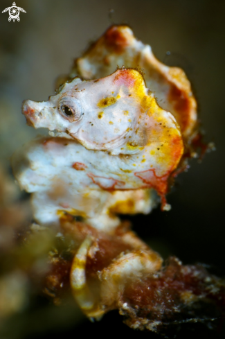 A hippocampus pontohi | Pontohi pygmy seahorse