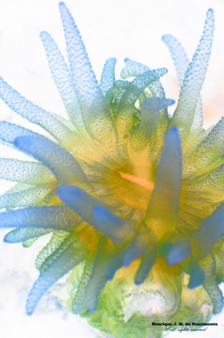 A Leptopsammia pruvoti | coral