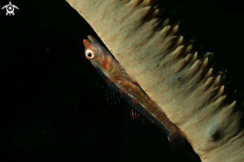 A Whip coral dwarf goby