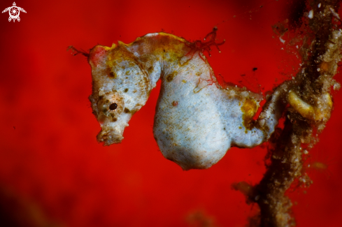A Hippocampus pontohi | Pontohi pygmy seahorse