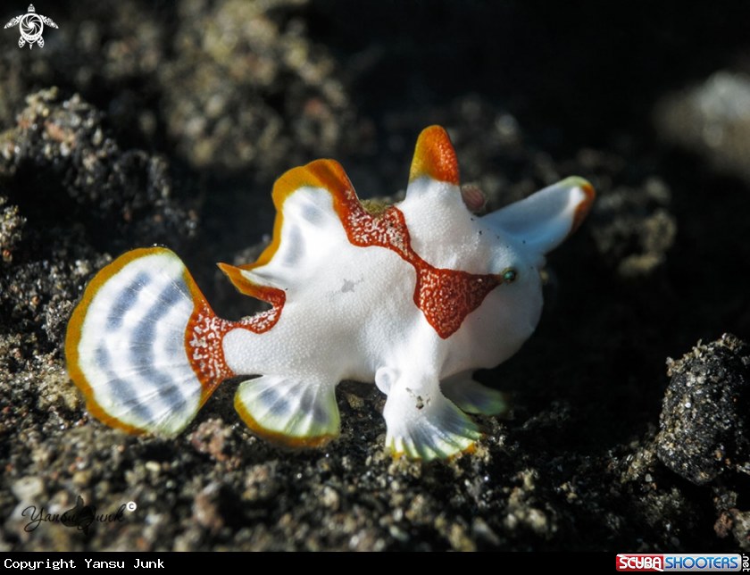 A Clown frogfish 