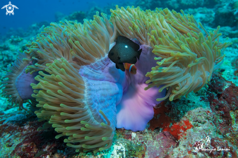 A Heteractis magnifica and Dascyllus trimaculatus  | Magnificent sea anemone and threespots dascyllus