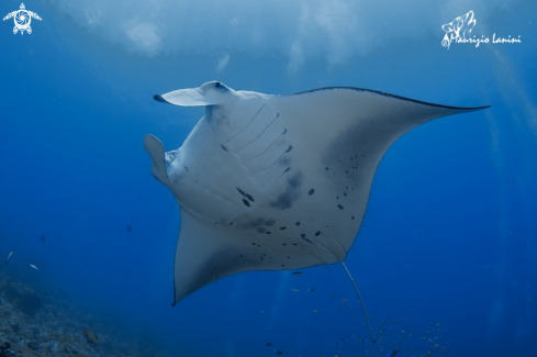 A Manta alfredi | Reef manta ray