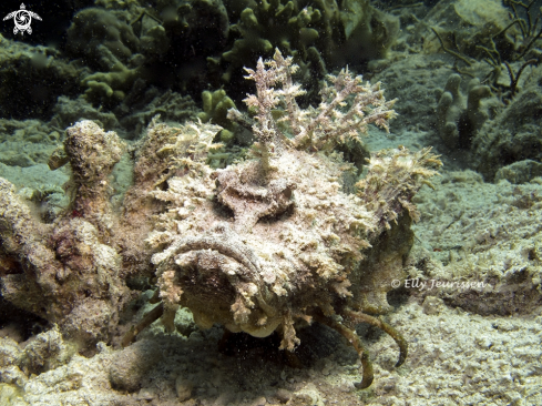 A Demon stingerfish