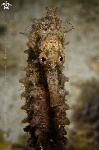 A Hippocampus moluccensis | Moluccan Sea Horse