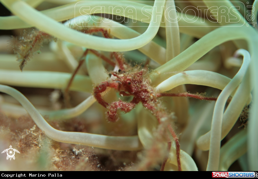 A Mediterranean Anemone Crab