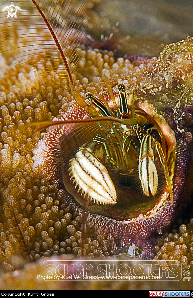 A Coral Hermite Crab