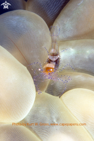 A Annother Bubble Shrimp