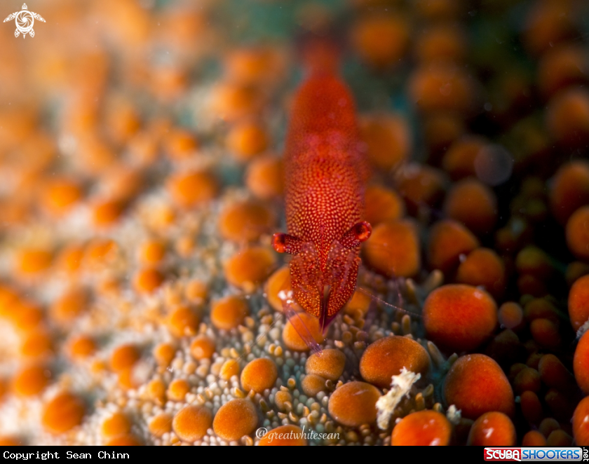 A Sea star Shrimp