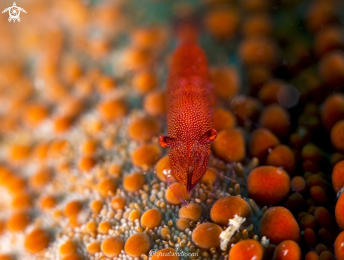 A Periclimenes soror | Sea star Shrimp